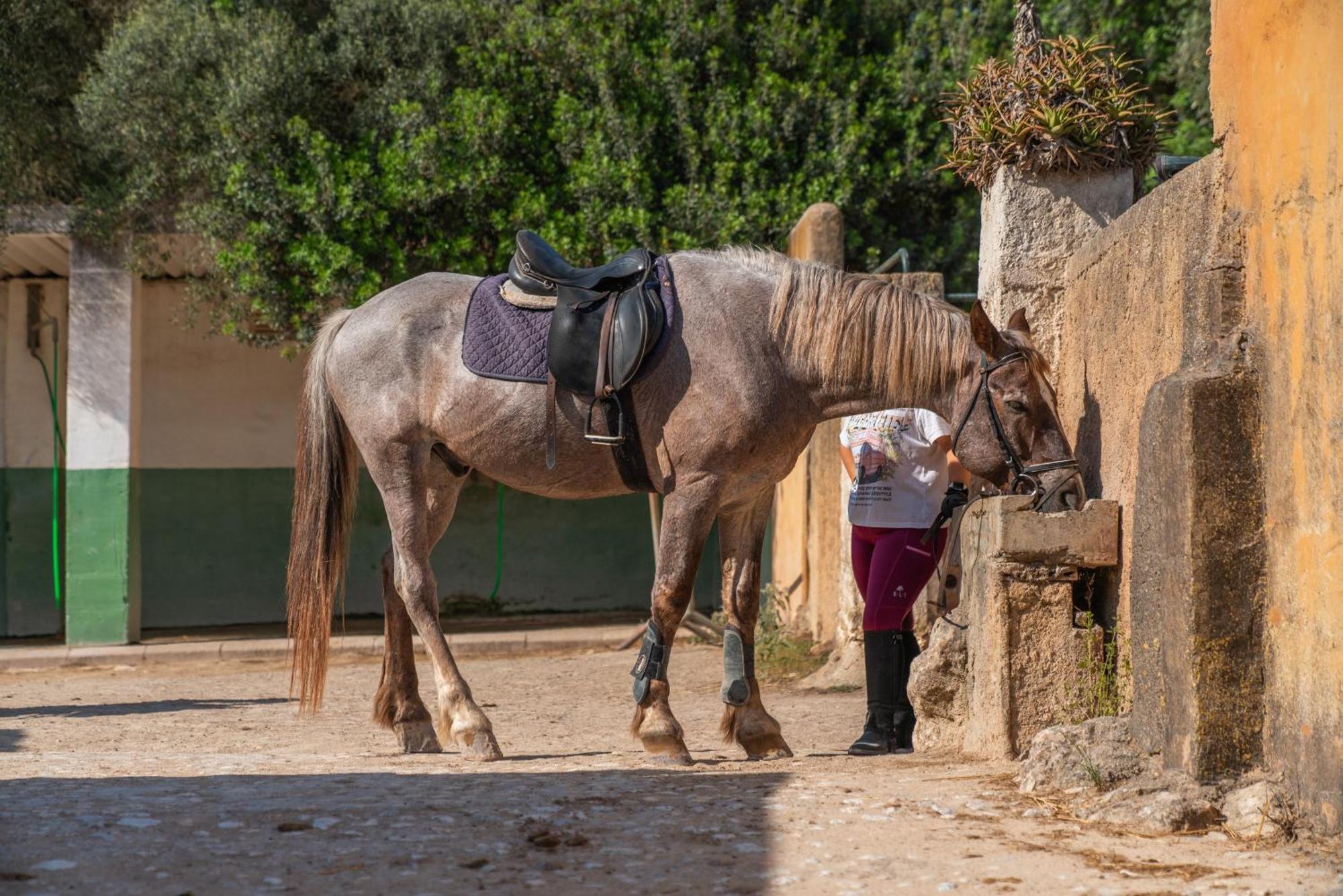 Finca Agroturismo Son Menut Феланіч Екстер'єр фото